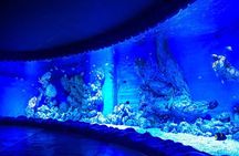 Skip the Line Hurghada Grand Aquarium transfer & entrance 