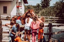 1-Hour Small-Group Horseback Riding Guided Activity from Ljubljana