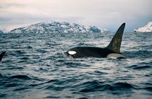 Small Group Whale Watching by RIB