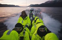 Small Group Whale Watching by RIB
