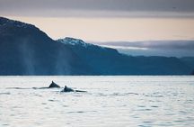 Small Group Whale Watching by RIB
