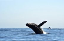 Zodiac Whale Watching Adventure - Incl FREE photos & Whale Sightings Guarantee
