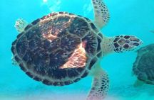Snorkeling With The Turtles 