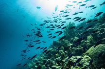 Discover Scuba Diving in Roatan at Upachaya with Private Transfer