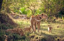 4 Days Tanzania Budget Safari