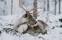 Family day: Reindeer, Husky and Snowmobiling in Levi