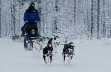 Family day: Reindeer, Husky and Snowmobiling in Levi