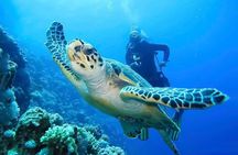 Discover Scuba Diving in Montego Bay-TWO Tank (First time Diving)