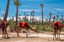 Skip the line at : Majorelle Garden and Palm Garden.