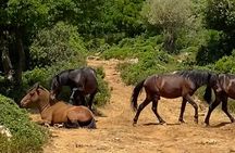nature and wildlife