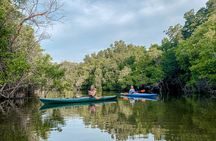 Mangrove Kayaking Tour