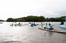Mangrove Kayaking Tour