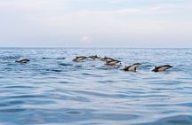 Dolphin Watching Tour