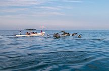 Dolphin Watching Tour