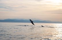Dolphin Watching Tour