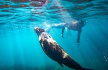 Kangaroo Island - Swim with Dolphins/Seals/Coastal Snorkel