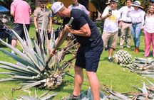 Private Adventure Day Tour in Tequila and Tequilera Cava de Oro