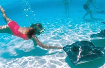 2-stop Adventure: Stingray City and snorkeling at Cayman Reefs