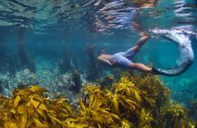 Sea Cave Adventures in Whitianga