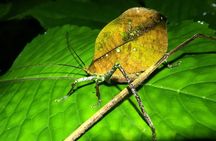 Night walk among the natural jewels of Monteverde