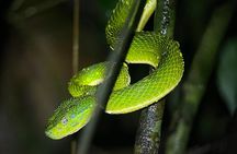 Night walk among the natural jewels of Monteverde