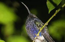 Night walk among the natural jewels of Monteverde