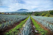 Private Tour one day in Guachimontones and La Fortaleza Distillery