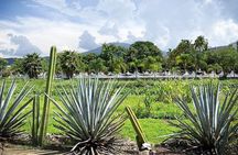 Private One Day Adventure Tour in Tequila and La Fortaleza Distillery