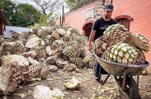 Private One Day Adventure Tour in Tequila and La Fortaleza Distillery
