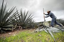 Private Full-Day Tour to Tequila Pueblo Magico