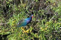 60 min Small Group Everglades Airboat Ride in Miami
