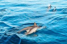 Oahu: Dolphin Swim and Snorkeling Speedboat Tour