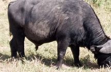 Nakuru National Park Day Tour with Optional Boat Ride Lake Naivasha