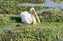 Nakuru National Park Day Tour with Optional Boat Ride Lake Naivasha