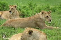 5-Day Lake Manyara, Serengeti, Ngorongoro Crater and Tarangire