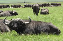 5-Day Lake Manyara, Serengeti, Ngorongoro Crater and Tarangire