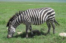 5-Day Lake Manyara, Serengeti, Ngorongoro Crater and Tarangire
