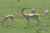 5-Day Lake Manyara, Serengeti, Ngorongoro Crater and Tarangire