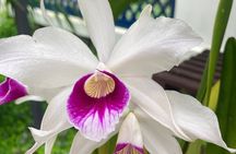 Private Botanical Garden Tour in Rio de Janeiro