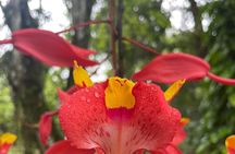 Private Botanical Garden Tour in Rio de Janeiro