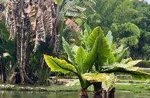 Botanical Experience at Rio de Janeiro Botanical Garden