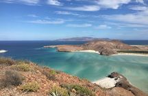Small Group Snorkeling and Swim with Whale Sharks & Sea Lions in La Paz