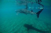 Small Group Snorkeling and Swim with Whale Sharks & Sea Lions in La Paz