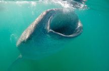 Small Group Snorkeling and Swim with Whale Sharks & Sea Lions in La Paz