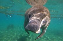 4 Hour VIP Manatee Snorkel with In Water Guide–Small Group