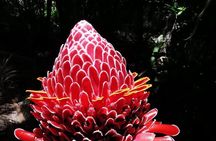 Half-Day Nature Culture Excursion, Tropical Taino Garden Tour