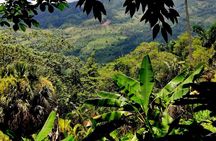 Half-Day Nature Culture Excursion, Tropical Taino Garden Tour