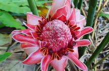 Half-Day Nature Culture Excursion, Tropical Taino Garden Tour