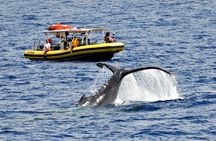 Whale Watching Maui: 2-Hour Small Group Raft Tour from Lahaina
