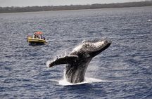 Whale Watching Maui: 2-Hour Small Group Raft Tour from Lahaina